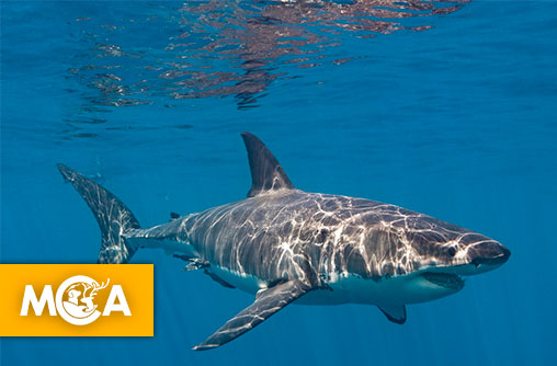 Le grand requin blanc disparaît de Méditerranée dans l'indifférence totale