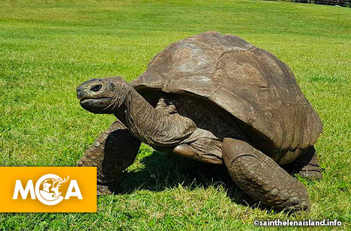 Jonathan, la tortue de près de 200 ans qui a défié le temps