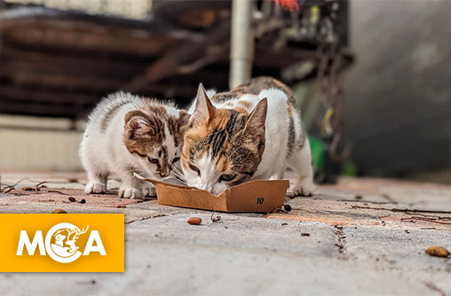 L’Oasis des Incompris : une association qui sauve les chats “invisibles” lance une pétition pour être enfin reconnue