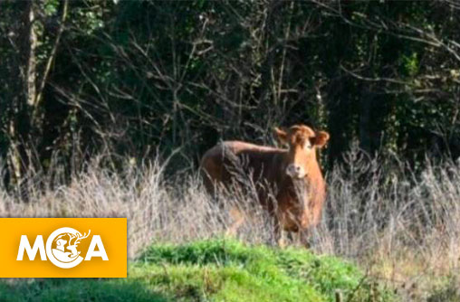 Marguerite est sauvée, quand la mobilisation citoyenne change le destin d’une vache
