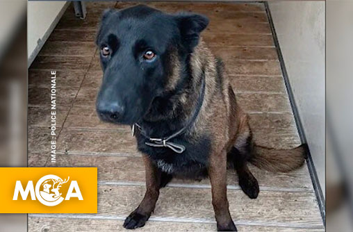 Une pétition pour rendre hommage à Dino, le chien policier mort en service