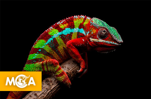 Pourquoi certains animaux changent-ils de couleur ?