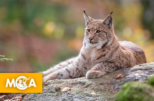 Une pétition demande justice pour la femelle lynx fusillée et lapidée dans l’Ain