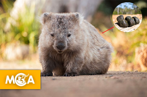 Le Wombat est le seul animal au monde à faire des crottes carrées !