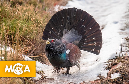 Un magnifique Grand Tétras est devenue une mascotte de La Pierre Saint-Martin