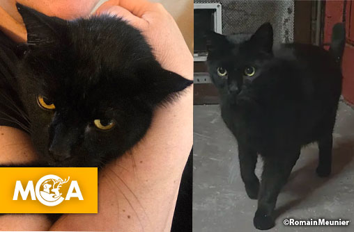 Pacha, le chat disparu depuis 12 ans, retrouve enfin sa famille