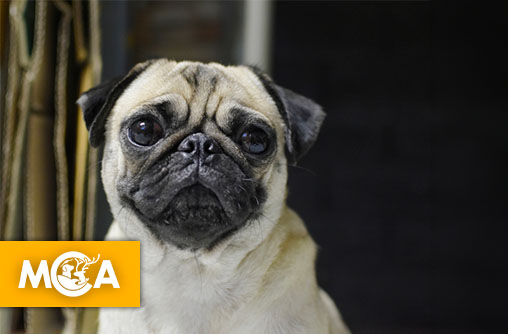 Faux enlèvement du chien Albert : quand le buzz piétine la cause animale