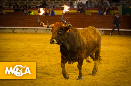 Mettons fin au toro de jubilo, cette tradition barbare qui brûle des taureaux vivants !