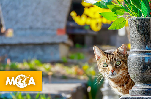 Unis pour l'éternité, l'état de sao paulo autorise les maîtres à être enterrés avec leurs animaux !