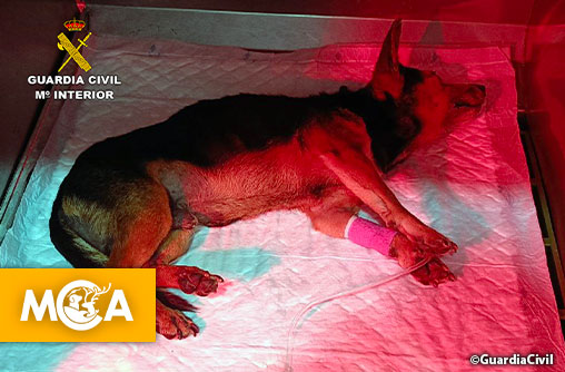 Entré chez des voisins, battu puis jeté à la poubelle : un chien sauvé de justesse en Espagne