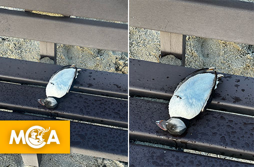 Bretagne : des centaines de macareux moines retrouvés échoués sur les plages