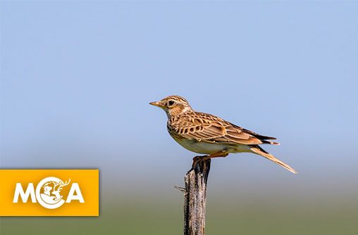 Biodiversité : les oiseaux des champs disparaissent à un rythme alarmant, la LPO tire la sonnette d’alarme