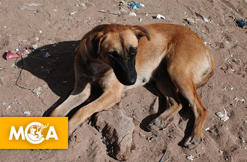 Une véritable campagne d'extermination est en cours au Maroc une pétition demande l'arrêt de ces horreurs