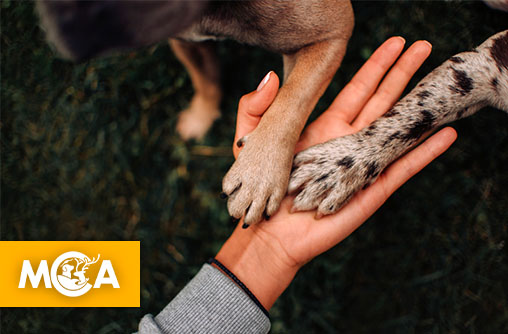 À Marseille, les auteurs de maltraitance animale désormais condamnés à un 'stage de citoyenneté' obligatoire