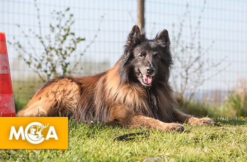 Rolex, un berger belge battu à mort à coups de barre de fer en pleine promenade