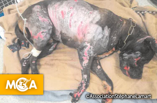 Une pétition pour rendre justice à Tina une chienne brûlée vive en normandie