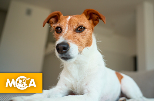 Une avancée historique pour le droit animalier en France