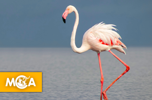 Pourquoi les flamants sont roses et les homards parfois bleus : les secrets des couleurs chez les animaux