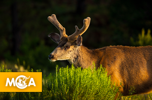 Californie : près de 2 000 cerfs condamnés à mort sur l’île de Santa Catalina, un massacre programmé qui scandalise
