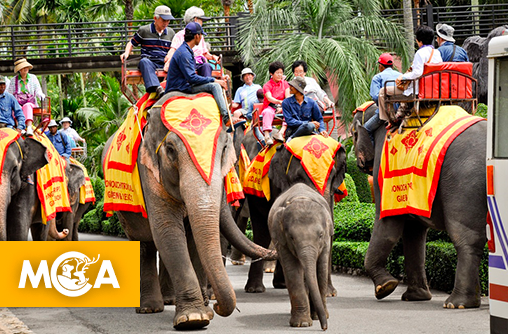Indonésie : une décision historique met fin aux promenades touristiques à dos d’éléphant