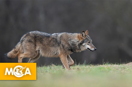 Loups en danger : une pétition citoyenne s’oppose à l’augmentation des tirs en france