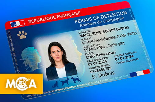 Une pétition pour la mise en place d’un permis à détenir des animaux de compagnie en France