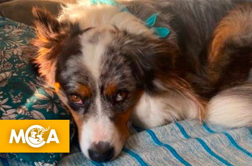 Empoisonné à la mort aux rats : une pétition réclame justice pour le chien Lanko