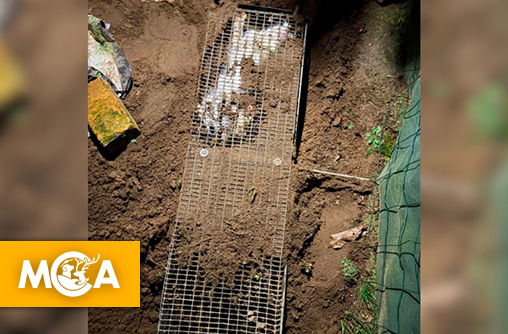 Yoko un chaton retrouvé enterré vivant chez un voisin : ses propriétaires lancent une pétition