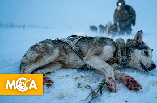 L'Iditarod : quand la cruauté des courses de chiens de traîneau pousse à une reconversion inattendue