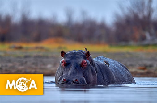 Saviez-vous que les hippopotames ne savent pas nager ?