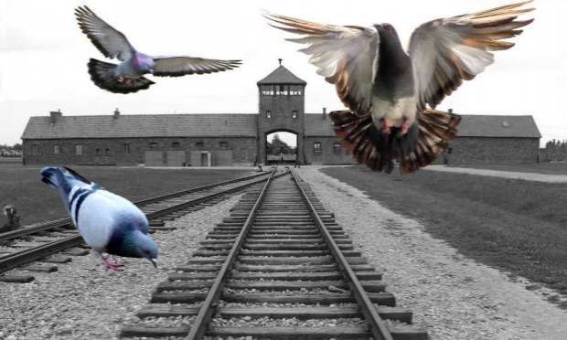 Pétition : Ville de Gap, des Gapençais s'insurgent contre le gazage des pigeons !