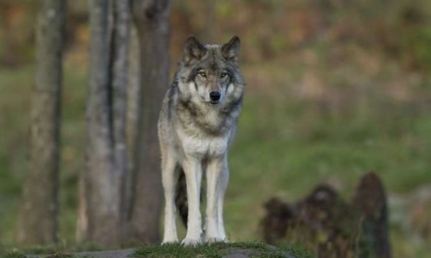Pétition : Contre les tirs de défense autorisés contre les loups dans les Vosges