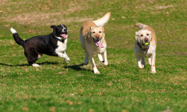 Pétition : Contre l'obligation des chiens tenus en laisse dans les parcs départementaux