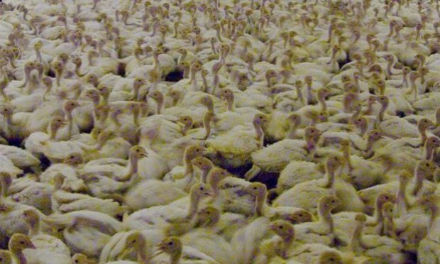 Pétition : OFFEKERQUE : Non à l'élevage industriel de 40 000 poulets.