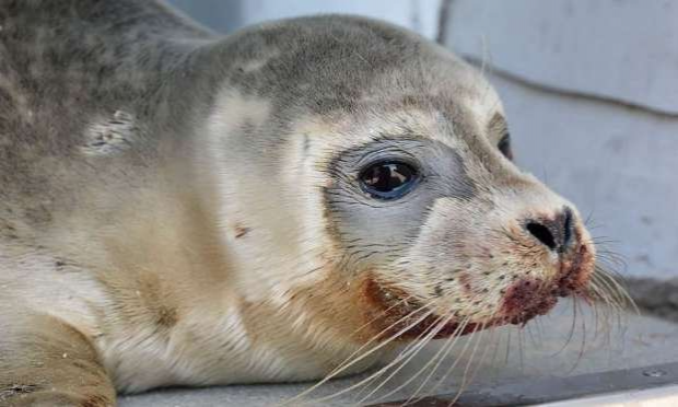 Pétition : Justice pour le bébé phoque assassiné à coups de pieds sur une plage de Dunkerque