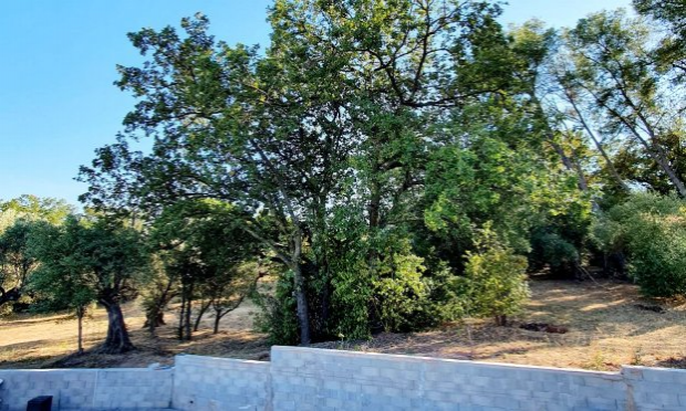 Pétition : Association écologique, protection des oliviers centenaires et sauvegarde de vie dans le quartier de la Calade à la Farlède