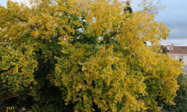 Petition : Maintien du micocoulier de la rue de la clinique à Marseille