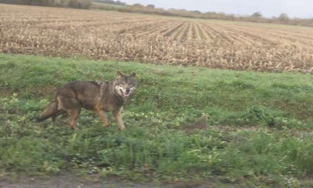 Pétition : NON à l'abattage du loup ordonné par la préfecture de Charente-Maritime le 04/12/2020 : espèce protégée par la convention de Berne depuis 1979