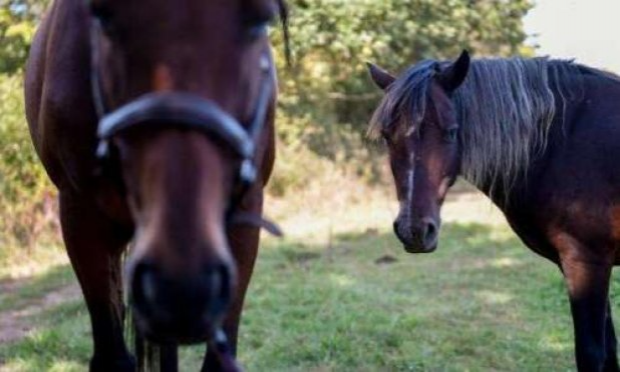 Pétition : Justice pour ce cheval atrocement mutilé- Sanction forte pour les criminels tueurs de chevaux