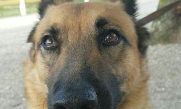 Pétition : Hommage à Laiko :  abolition de l'euthanasie de complaisance pour propriétaires et vétérinaires