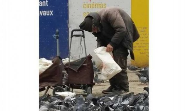 Pétition : Paris : Hordes de pigeons affamés et d'autres espèces d'oiseaux survivants.
