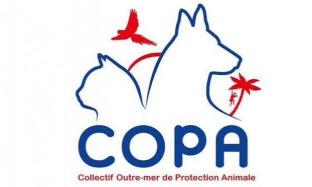 Pétition : AIR FRANCE freine délibérément le rapatriement des animaux des DROM (départements et régions d'outre-mer) sauvés par les associations.