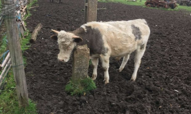 Pétition : LA FERME DE L'HORREUR