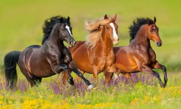 Pétition : Pour que le cheval obtienne le statut d'animal de compagnie et par conséquent ne soit plus destiné aux abattoirs.