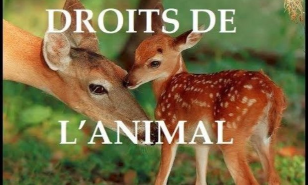 Pétition : Création d'un ministère des droits des animaux en France