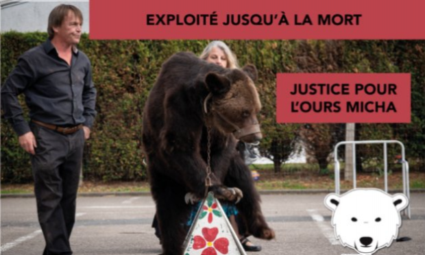 Pétition : Justice suite à la mort de L'ours Mischa et retrait immédiat des ours 