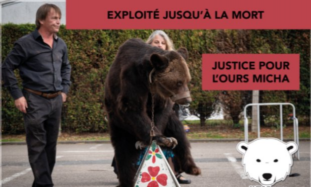 Pétition : Justice suite à la mort de L'ours Mischa et retrait immédiat des ours 