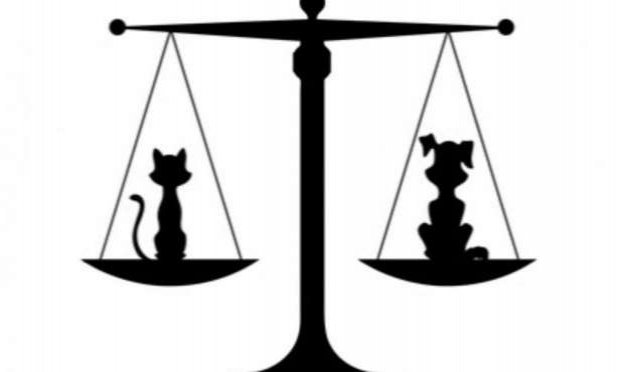 Pétition : 2 ans de prison ferme  pour l'individu ayant martyrisé, pendu et noyé un bull terrier à Lançon ( provence)