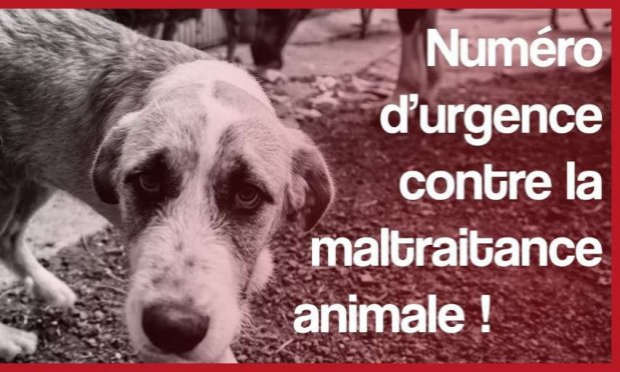Pétition : Pour la création d'un numéro d'urgence unique en France contre la maltraitance animale