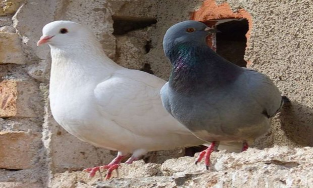 Pétition : STOP à la capture des pigeons prévue pour 2020 à Salon de Provence dans le département des Bouches du Rhône